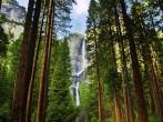 Yosemite Waterfalls behind  Sequoias  in Yosemite National Park,California;