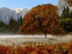 Beautiful Mist in early morning , yosemite valley; 