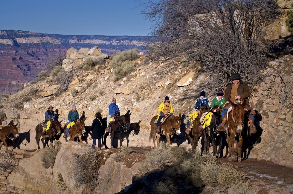 GRAND CANYON NATIONAL PARK, AZ - JANUARY 30, 2009 - A group of adventurers ascend from the floor of the Grand Canyon aboard a mule train on Bright Angel Trail