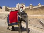 India, Rajasthan, Jaipur, the Amber Fort, elephant driver. Signed model release.