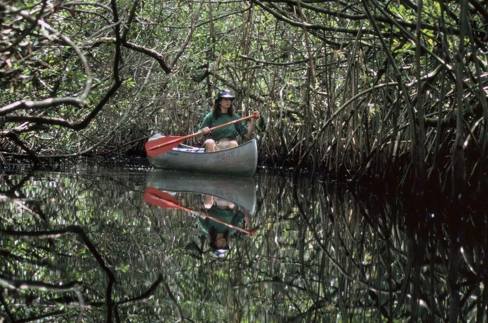 Everglades Mangroves, Florida