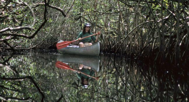 Everglades Mangroves, Florida