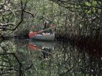 Everglades Mangroves, Florida