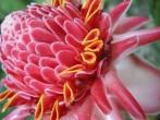 Torch Ginger