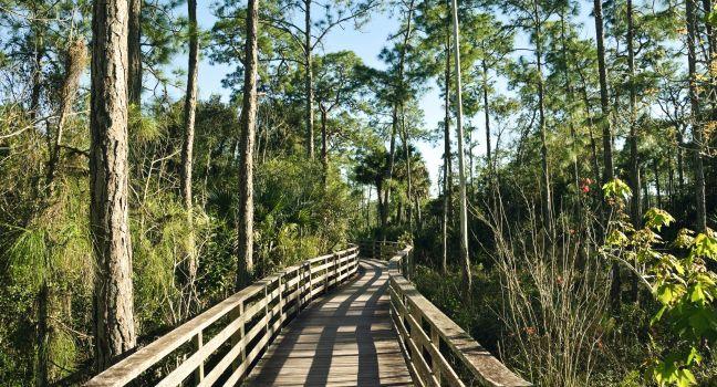 Boardwalk at Corkscrew Swamp Sanctuary in the Everglades of Florida.