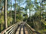Boardwalk at Corkscrew Swamp Sanctuary in the Everglades of Florida.