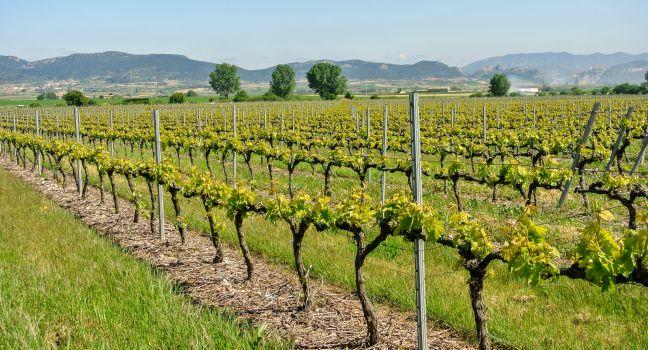 View of vineyards in Haro (La Rioja, Spain)