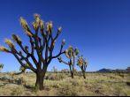 Burnt Joshua Tree in Mojave Desert, California