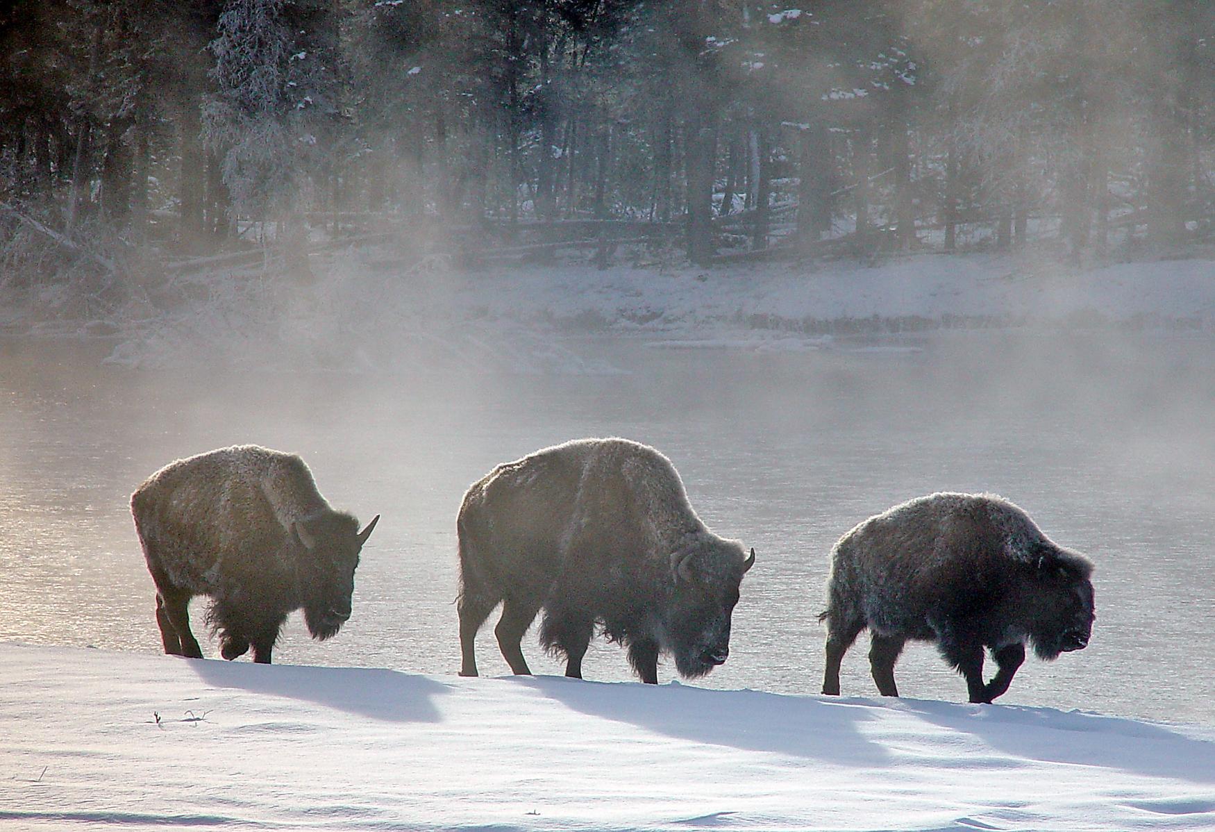 Yellowstone National Park