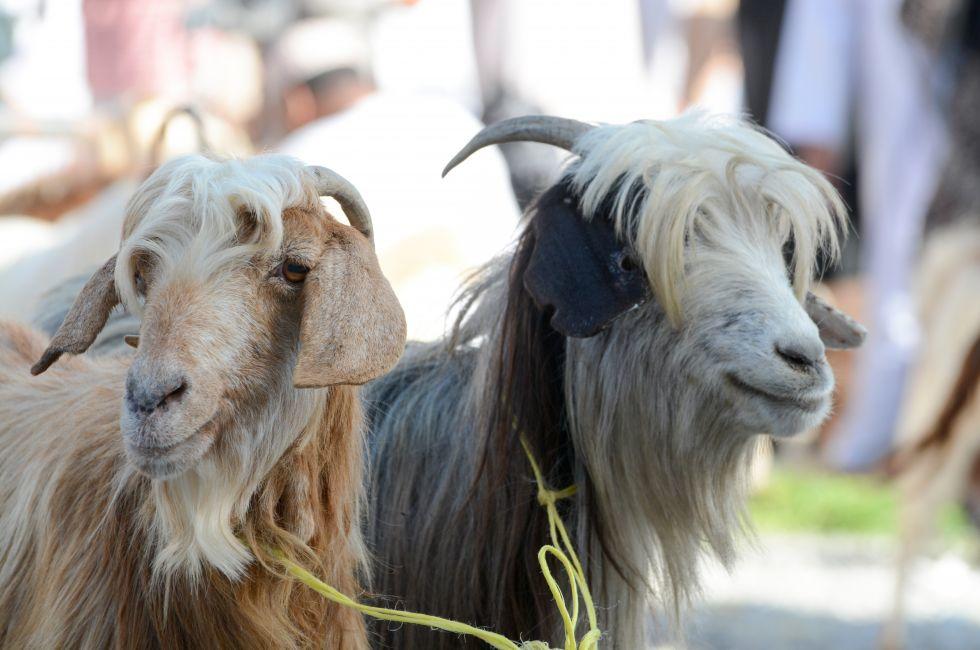 Goats at goat market in Nizwa, Oman.