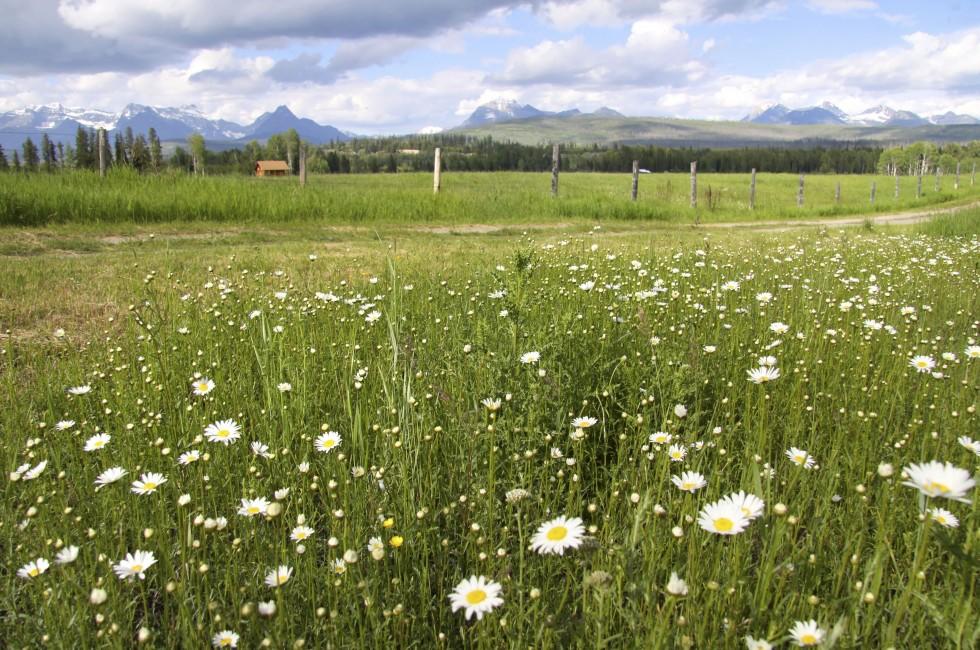 Beautiful farm scene in Montana near Glacier national park;