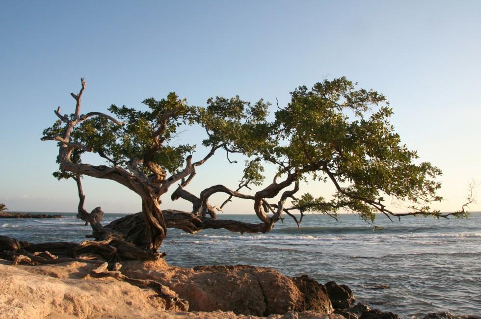 A tree on a beach in treasure beach jamaica on the south section of the island.