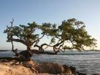 A tree on a beach in treasure beach jamaica on the south section of the island.