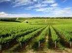 Vineyard in One Tree Hill, South Australia;