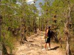 BIG CYPRESS NATIONAL PRESERVE, FL - MAY 17, 2014: Hiker takes in the scenery  along the Skillet Strand backcountry trail in the Florida Everglades May 17, 2014 in Big Cypress National Preserve, FL. 