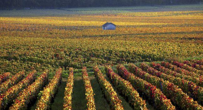 vineyards near Savigny-les-Beaune, Burgundy