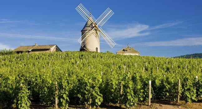 vineyards with windmill near Chenas, Beaujolais, Burgundy, France;