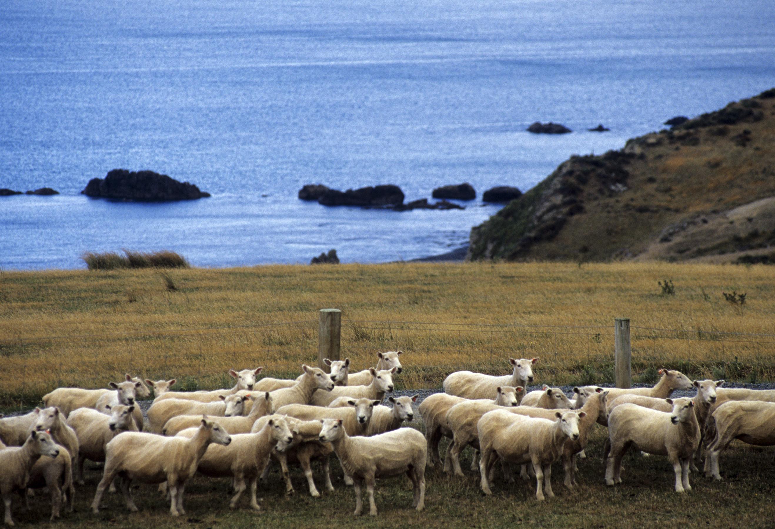 Wellington and the Wairarapa