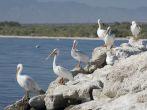 American white pelicans on rocks, Salton sea