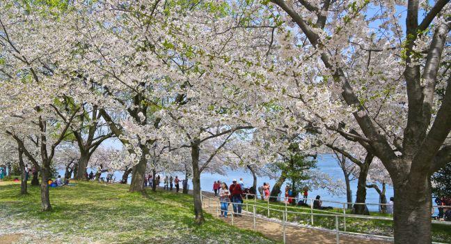 Japanese Cherry Tree Blossoms in bloom at Tidal Basin in Washington D.C.