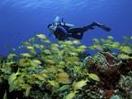 Scuba Diver and School of French Grunts (Haemulon flavolineatum) - Cozumel, Mexico.