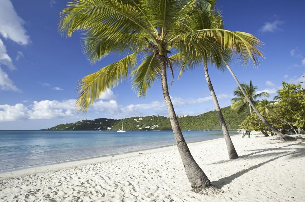 Coconut palms along Magens Bay beach on St. Thomas in US Virgin Islands;