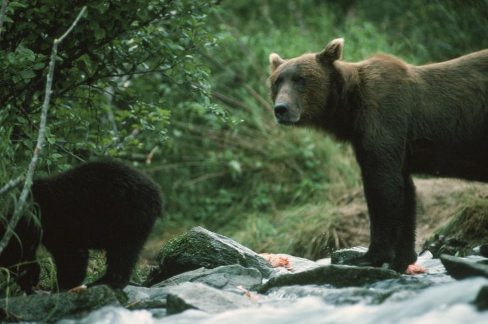 Kodiak Bear, Alaska