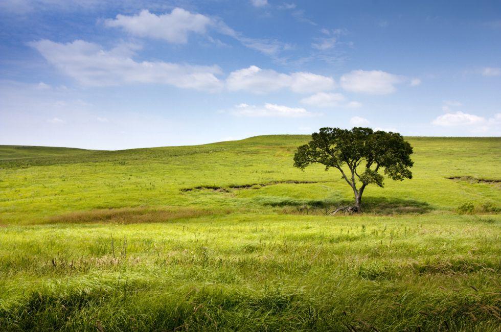 A long winding rural road in the Kansas Tallgrass Prairie National Preserve shows the depth and space of the green pasture and tall grassland available in this preserve.