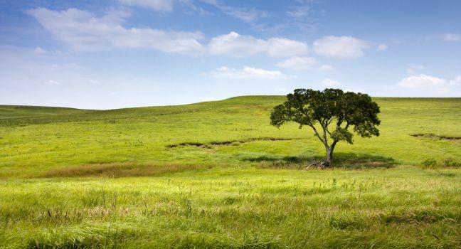 A long winding rural road in the Kansas Tallgrass Prairie National Preserve shows the depth and space of the green pasture and tall grassland available in this preserve.