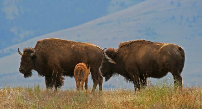 American bison (Bison bison) with calf, National Bison Range, Montana