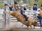 Cowboy riding a bull in the College rodeo in Missoula, MT
