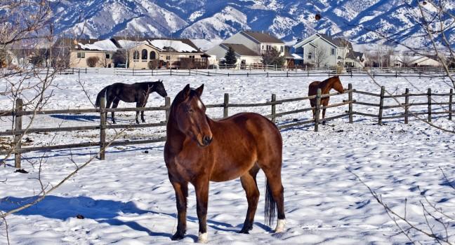 December in Bozeman, Montana - wintry scenic with three horses standing in a snow-covered pasture with dramatic mountains in background.