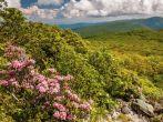 Mountain laurel and view of the Appalachians on Stony Man Mountain, in Shenandoah National Park, Virginia.;