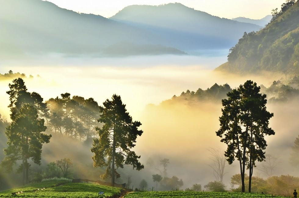 misty morning in strawberry garden at doi angkhang mountain, chiangmai : thailand; Shutterstock ID 132827069; Project/Title: Photo Database Top 200
