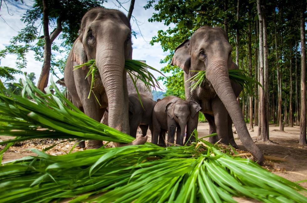 Chiang Mai, THAILAND  - June 16, 2012: Group of elephants playing, eating sugar cane with their herd.; 