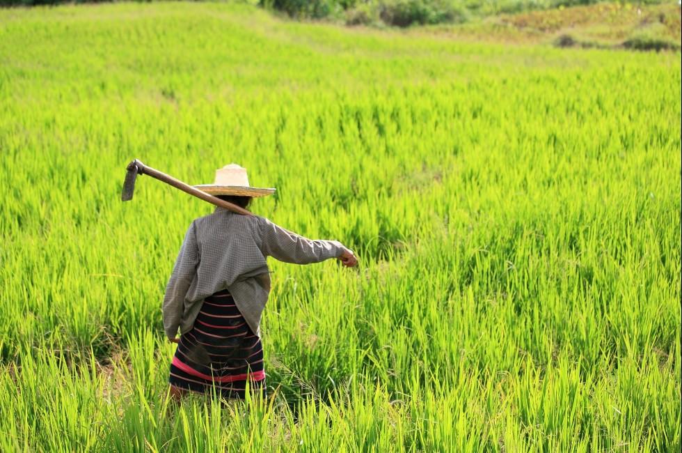 Woman farmer holding spade at terraced rice field in Chiang Mai, Thailand; Shutterstock ID 117873277; Project/Title: Thailand; Downloader: Melanie Marin