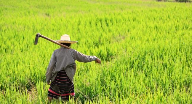Woman farmer holding spade at terraced rice field in Chiang Mai, Thailand; Shutterstock ID 117873277; Project/Title: Thailand; Downloader: Melanie Marin