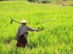 Woman farmer holding spade at terraced rice field in Chiang Mai, Thailand; Shutterstock ID 117873277; Project/Title: Thailand; Downloader: Melanie Marin