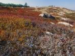 Blueberry fields