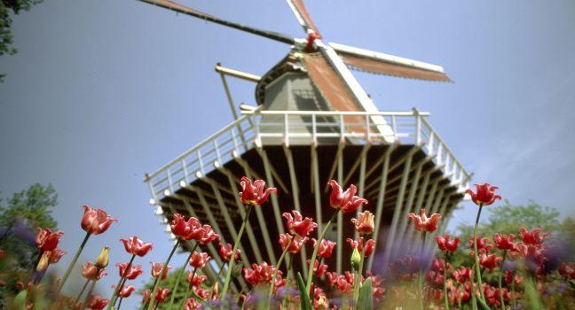 Biking through Tulip Territory, Holland
