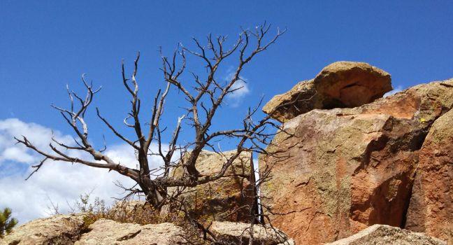 Dead tree at Penitente Canyon Colorado.