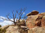 Dead tree at Penitente Canyon Colorado.