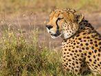 Cheetah looking out over the savanna