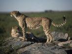 Alert and ready for a high speed chase on the plains of the Masai Mara, Cheetahs are the fastest land animal in the world, hunting their prey with the aid of a camouflaging fur pattern. Masai Mara, Kenya