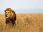 Mighty Lion watching the lionesses who are ready for the hunt in Masai Mara, Kenya.