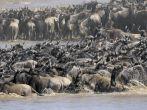 Wildebeest crossing the Mara river.