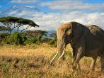 Elephant in Amboseli;