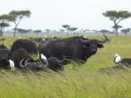 Cape Buffalo and cattle egrets in grasslands of Tsavo National park, Kenya, Africa.
