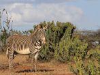 Grevy's Zebra and Euphorbia plants in Laikipia, Kenya