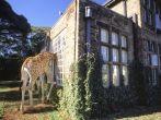 An invited guest trolls for snacks at Giraffe Manor, an elegant mansion taking overnight guests near a favorite feeding grounds for the tallest of all living land animals, Nairobie, Kenya
